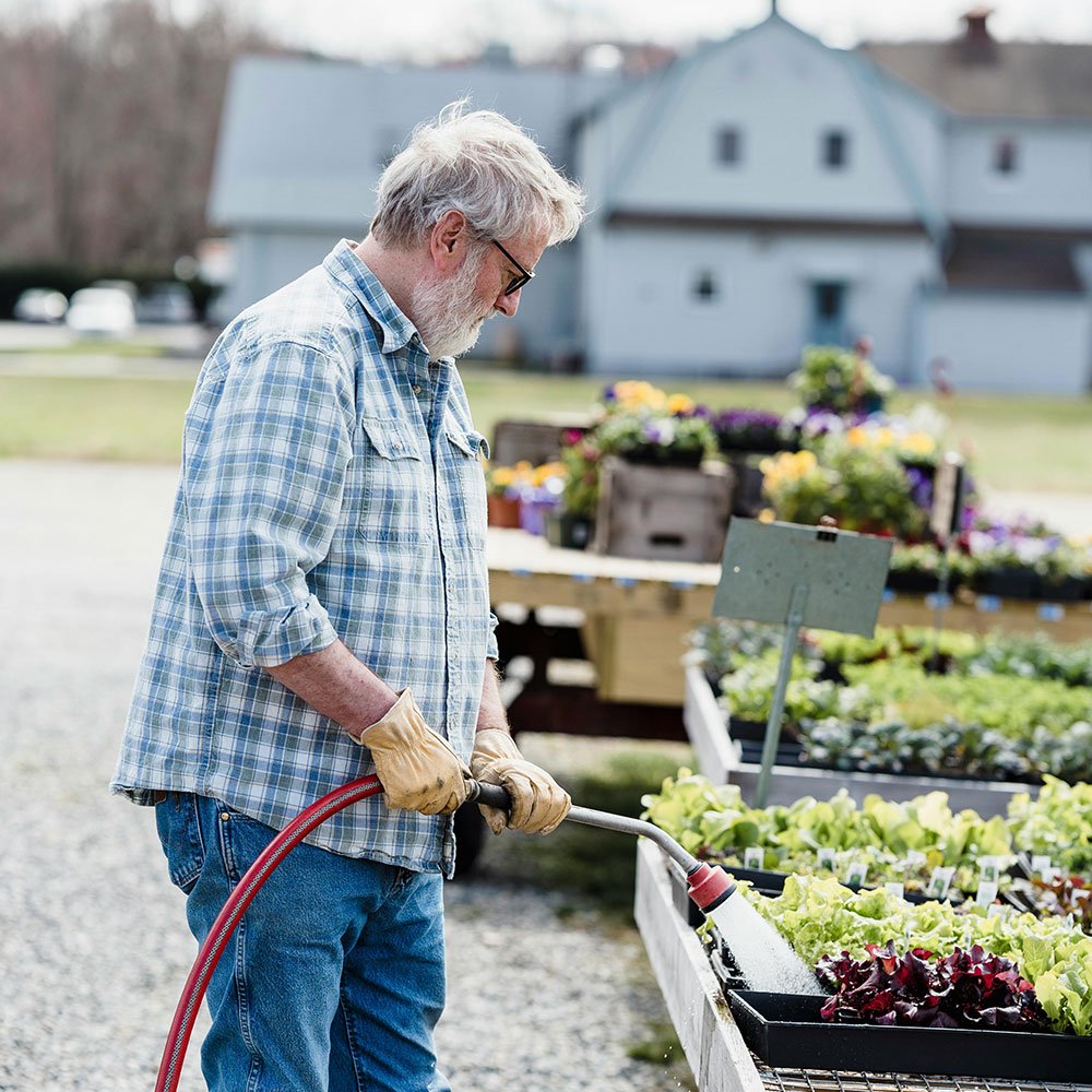 Elderly gentleman watering plants in a raised garden bed